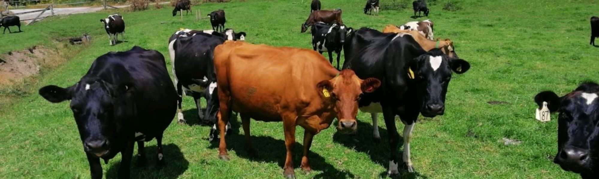 Farming-cows-header-NDDT.jpg