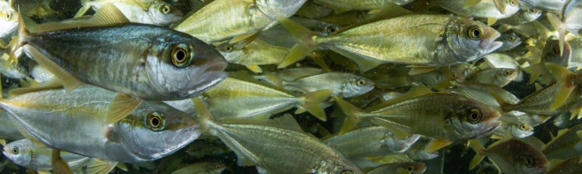 Aquaculture-NIWA-header-fish.jpg