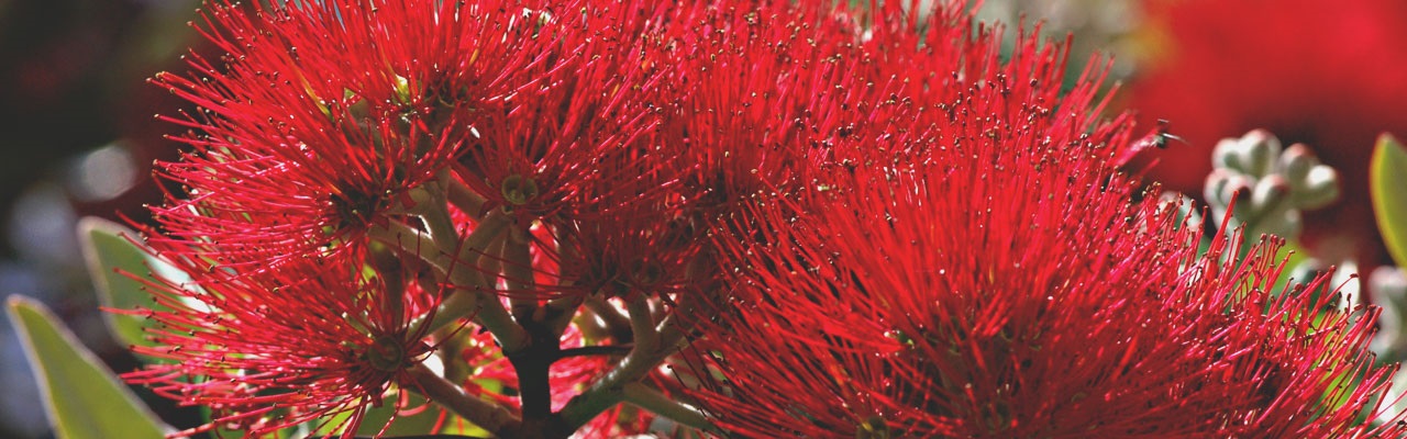 Discover-and-Explore-Content-page.-Wildlife-and-Forest.-Poutukawa-in-full-blossom.jpg