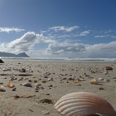 Shells at Ruakaka Beach