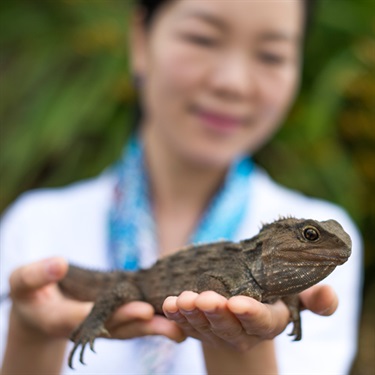 Tuatara at KiwiNorth