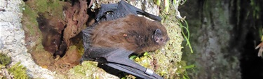Long-tailed bat, or pekapeka