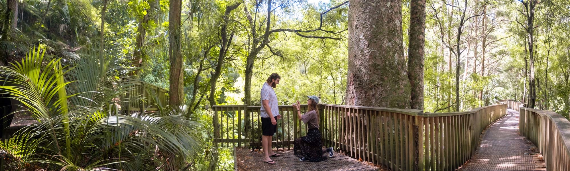 A woman proposes to a delighted man on the Canopy Walk in AH Reid Memorial Park, in Whangārei . 