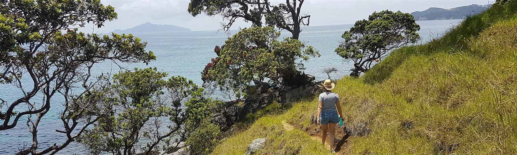 Walking the Waipu Cove Coastal Walkway