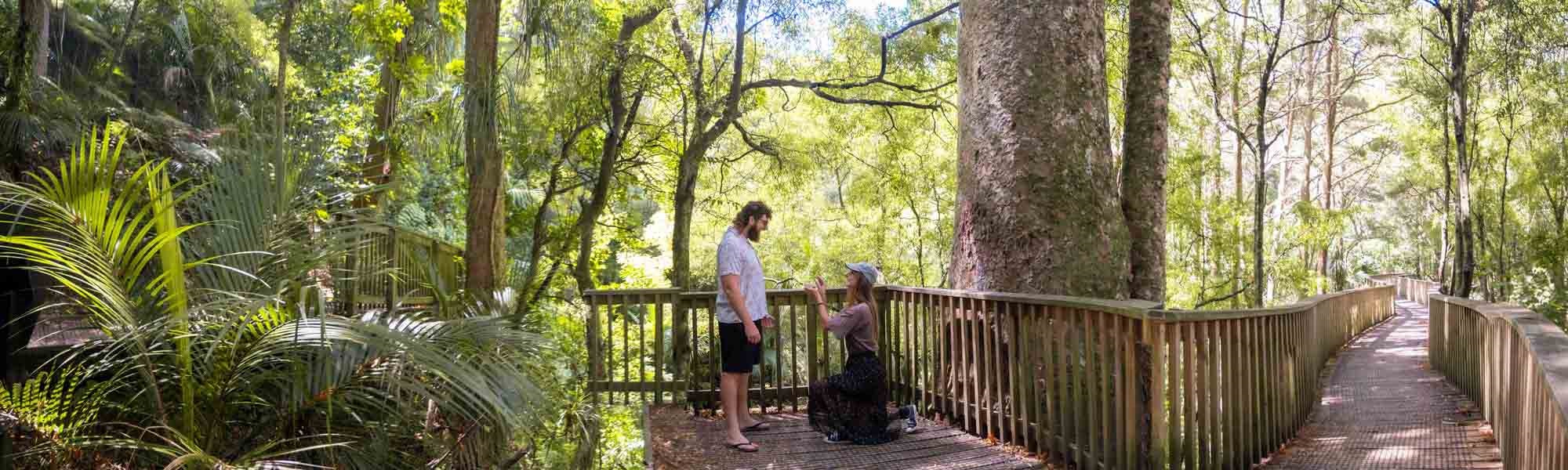 A woman proposes to a delighted man on the Canopy Walk in AH Reid Memorial Park, in Whangārei .